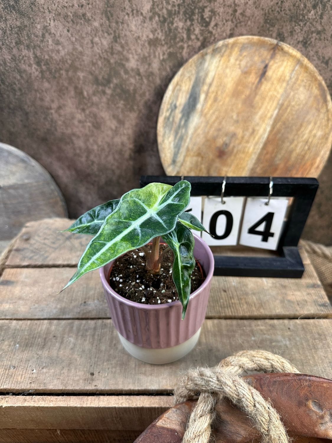 Alocasia Polly Aurea Variegata #4