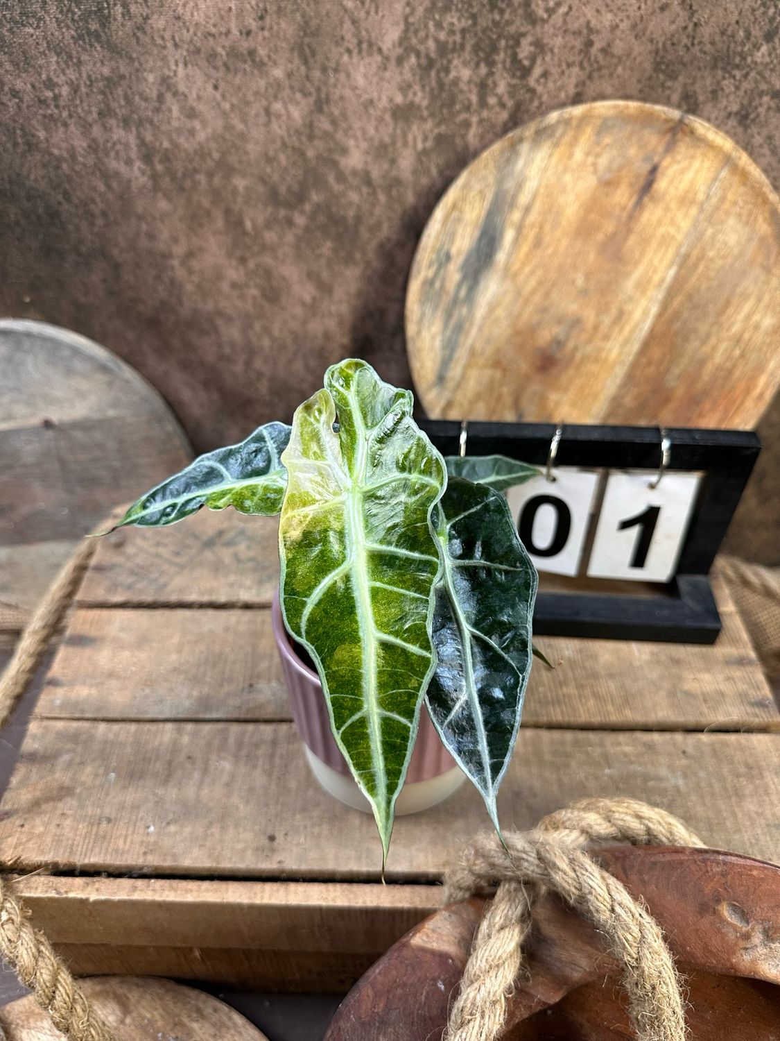 Alocasia Polly Aurea Variegata #1