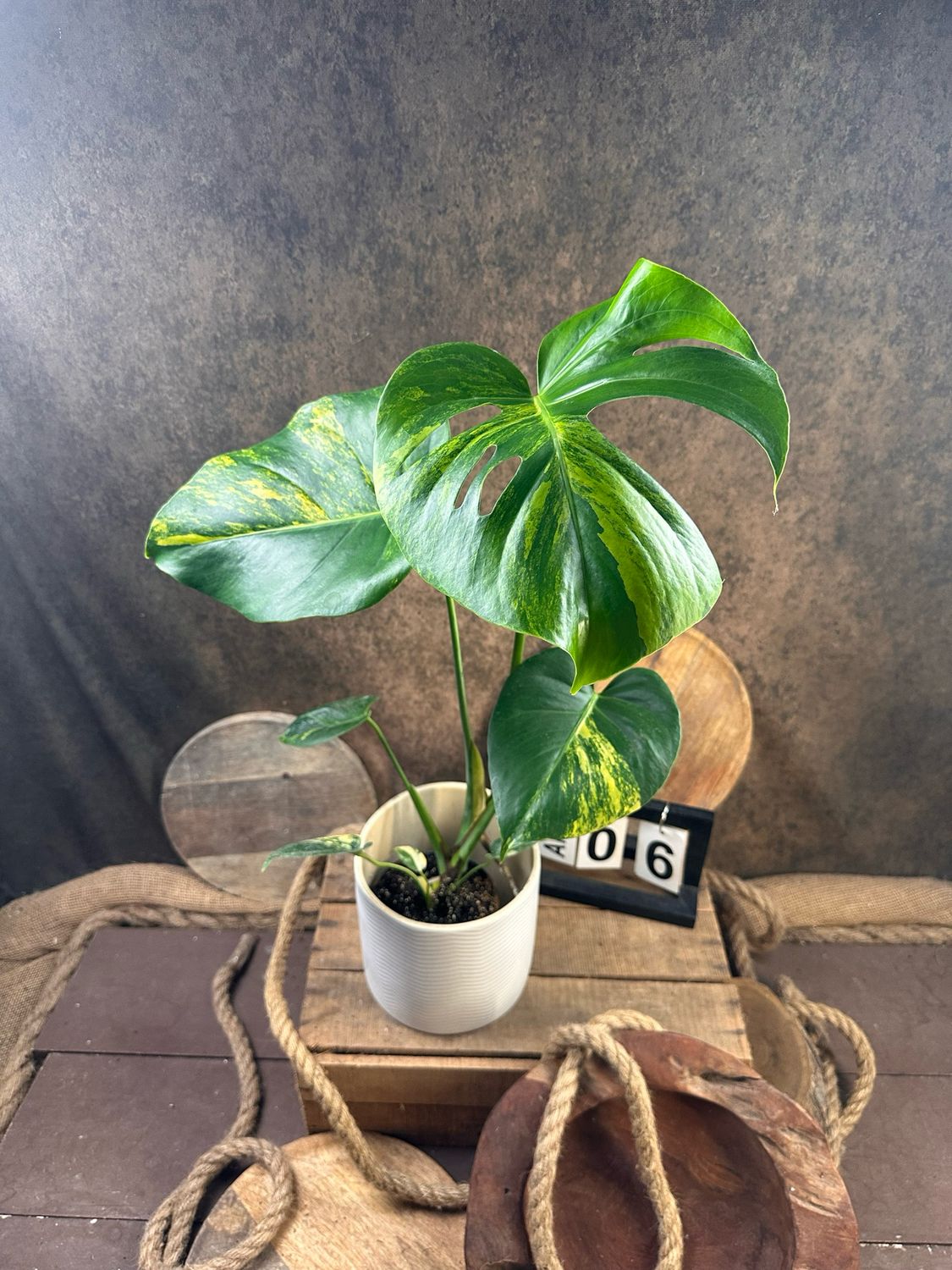 Monstera Deliciosa Aurea Variegata #6