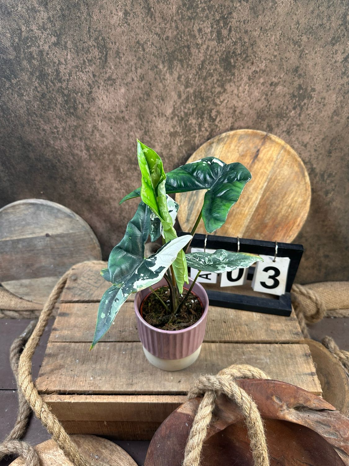 Alocasia Simpo Albo Variegata #3