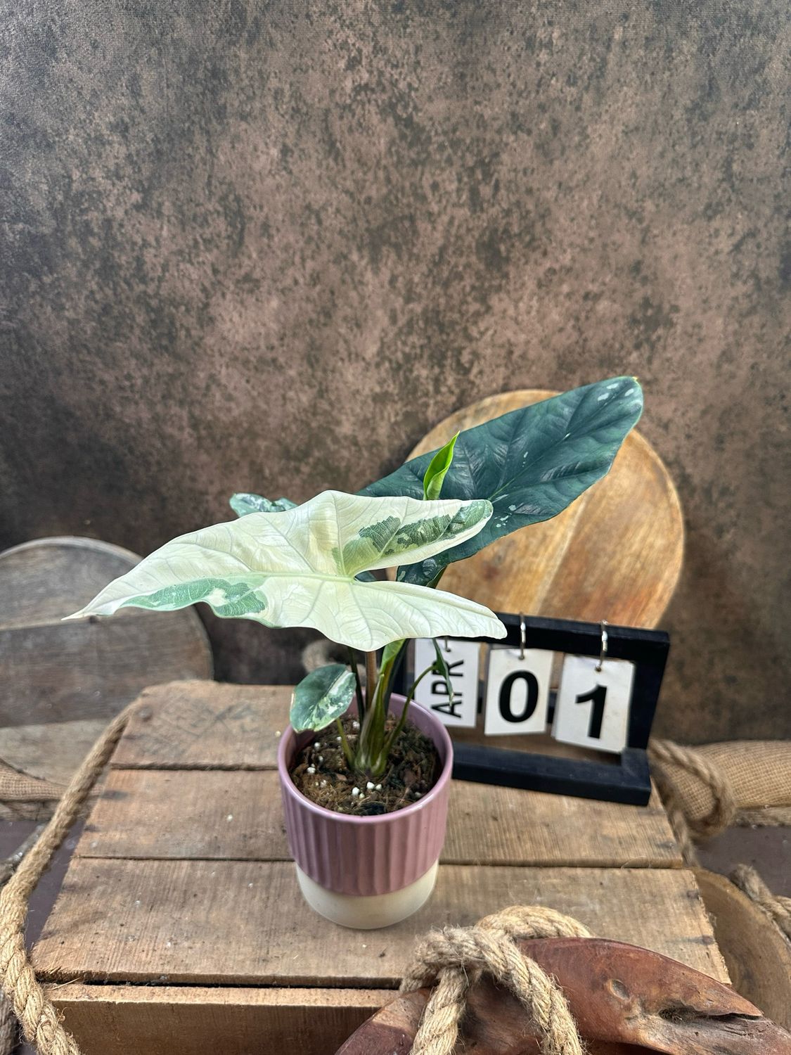 Alocasia Simpo Albo Variegata #1