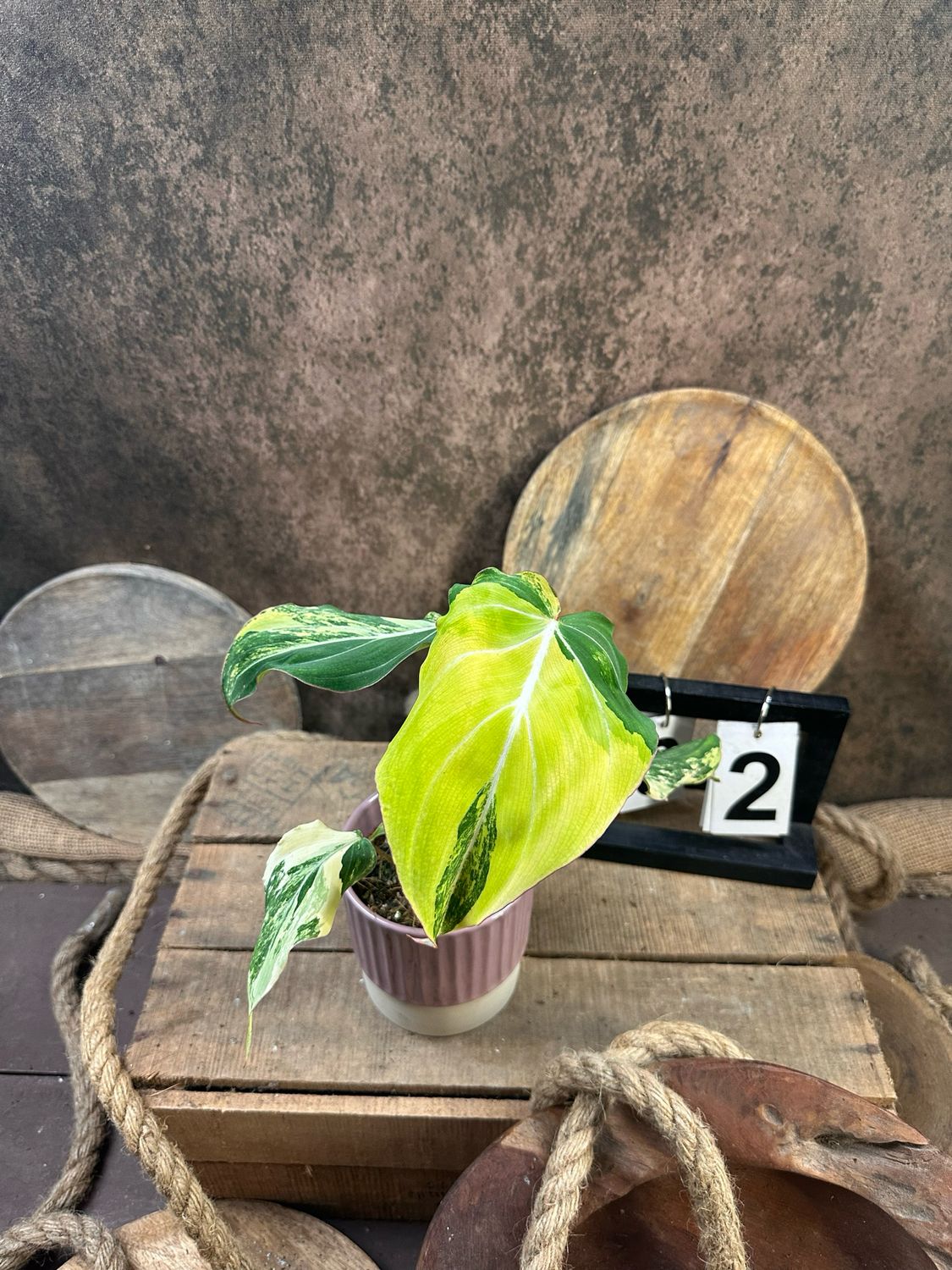 Philodendron Gloriosum Variegata #2