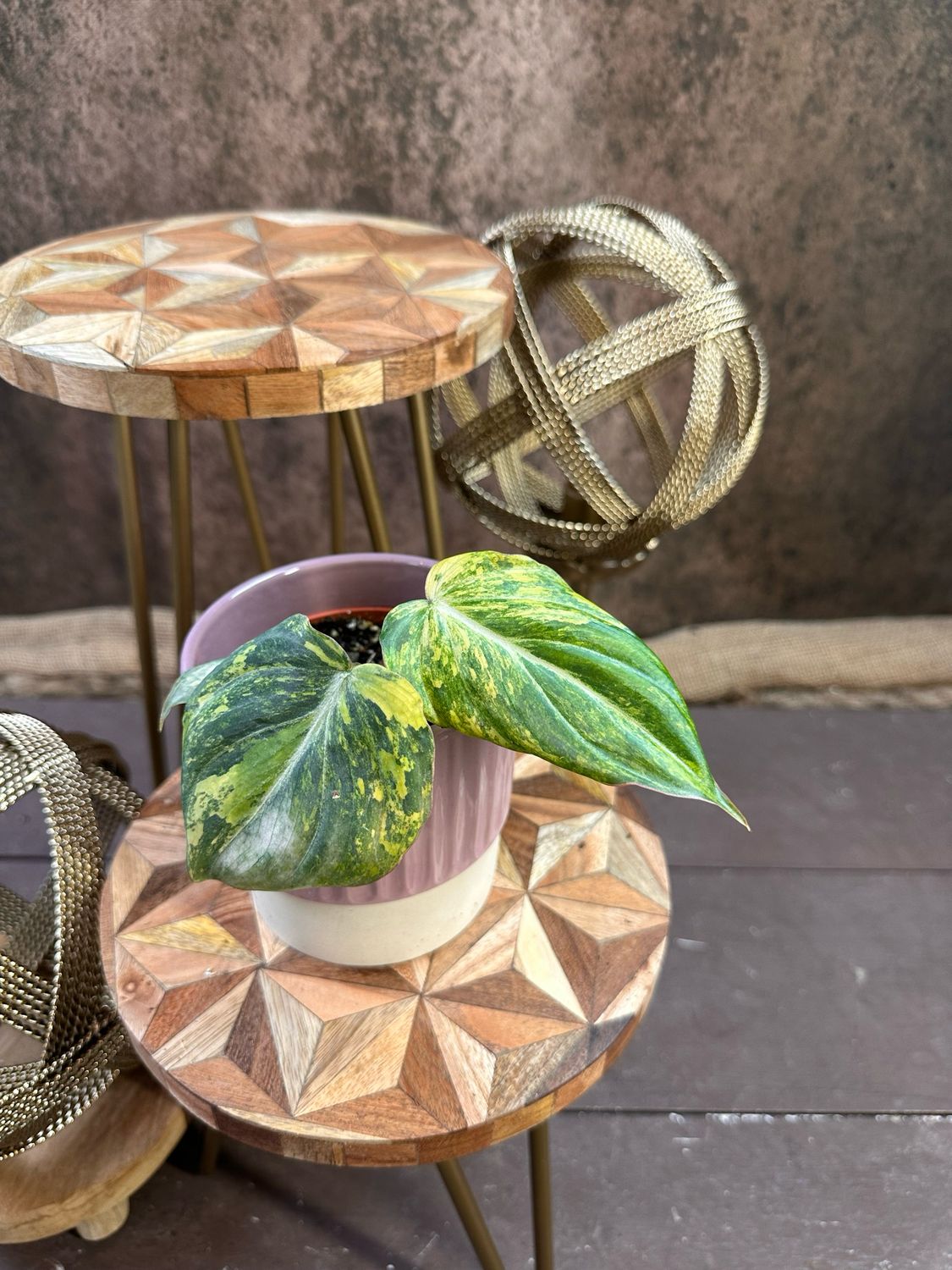 Philodendron Gloriosum Variegata #2 Philodendron Gloriosum Variegata #2