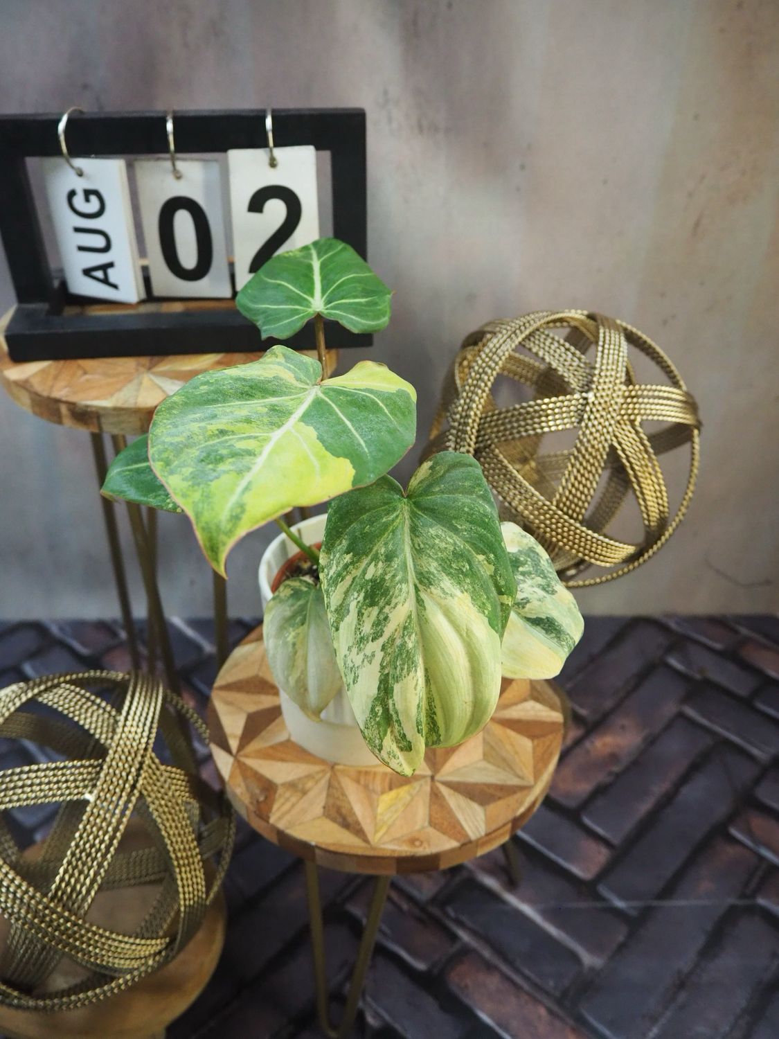 Philodendron Gloriosum Variegata #2 Philodendron Gloriosum Variegata #2