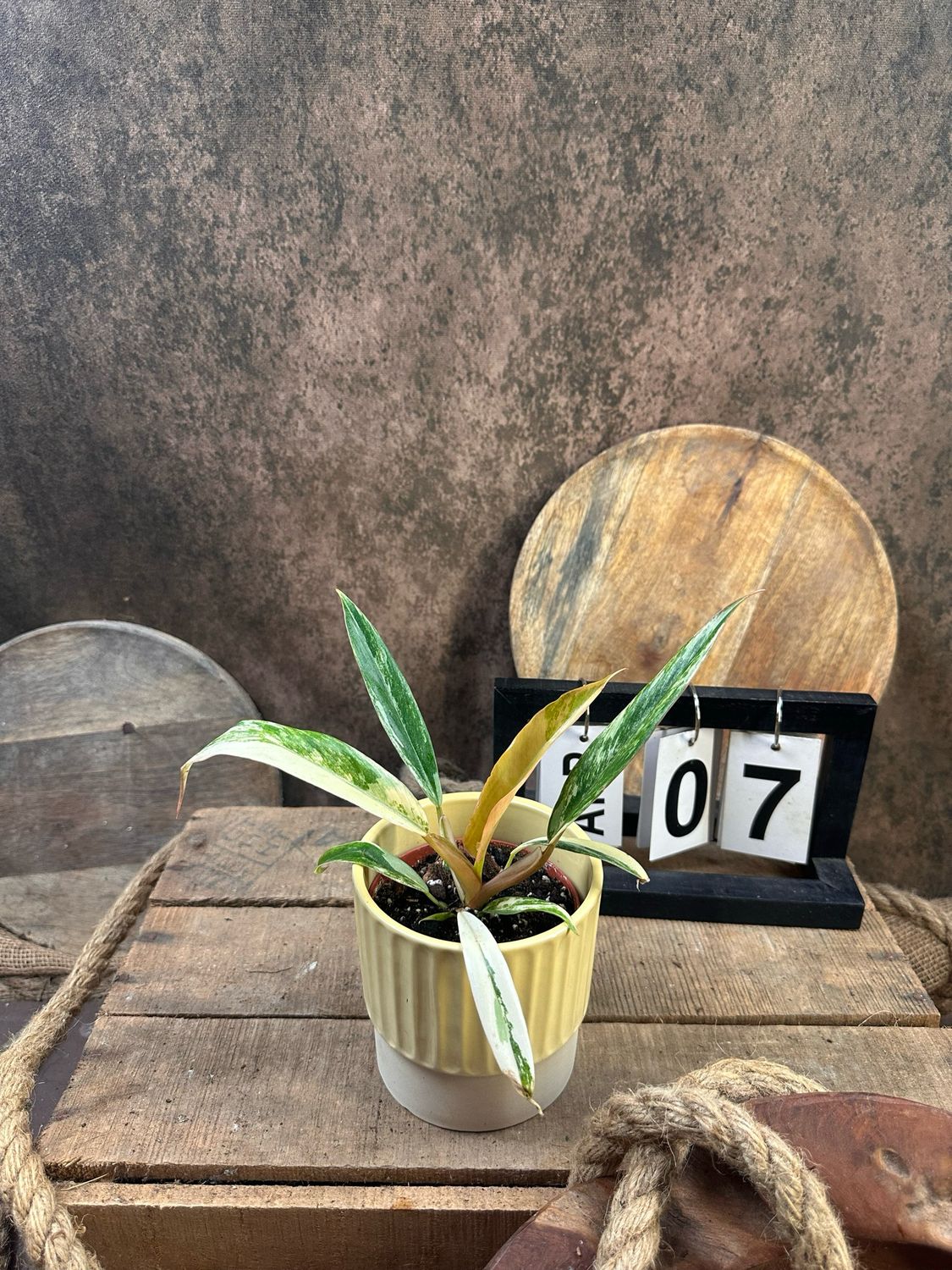 Philodendron Caramel Marble #7