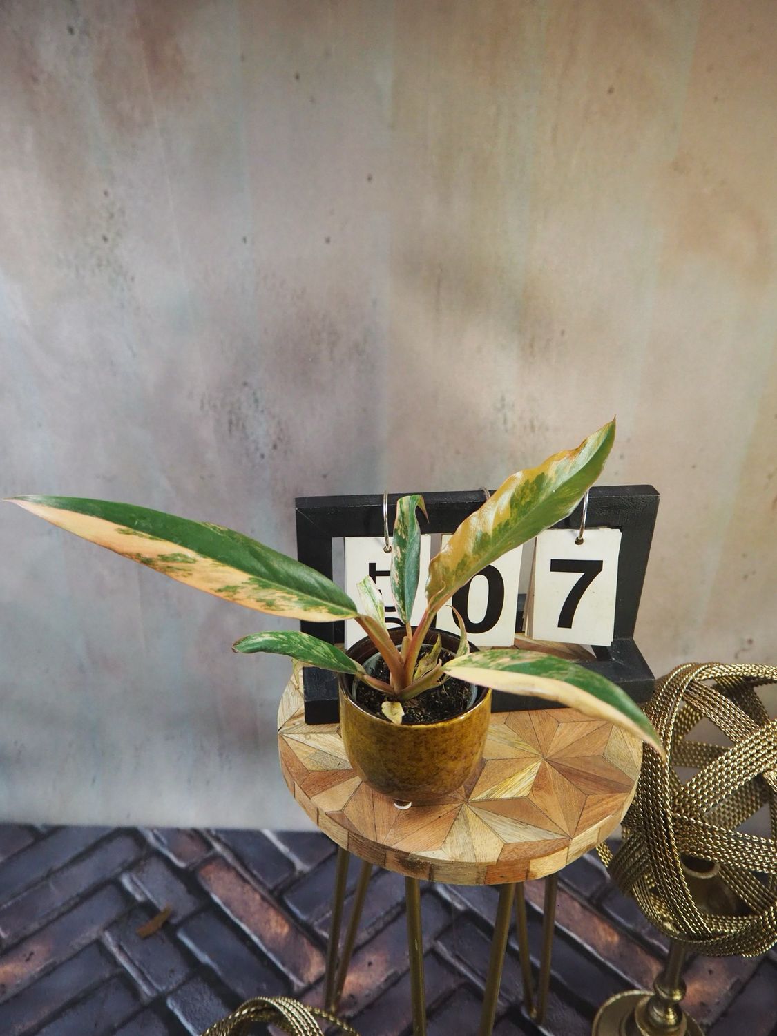 Philodendron Caramel Marble #7