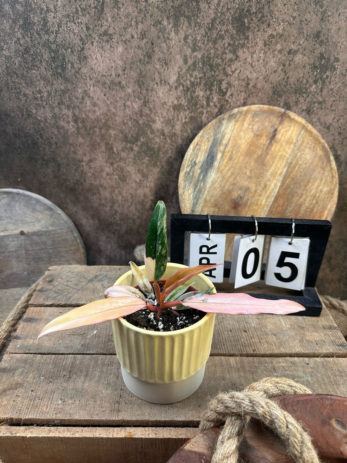 Philodendron Caramel Marble #5