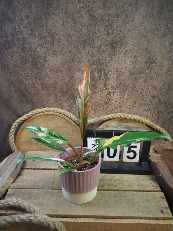 Philodendron Caramel Marble #5