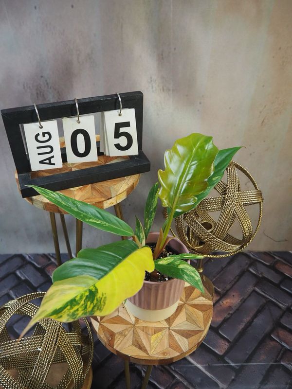 Philodendron Caramel Marble #5