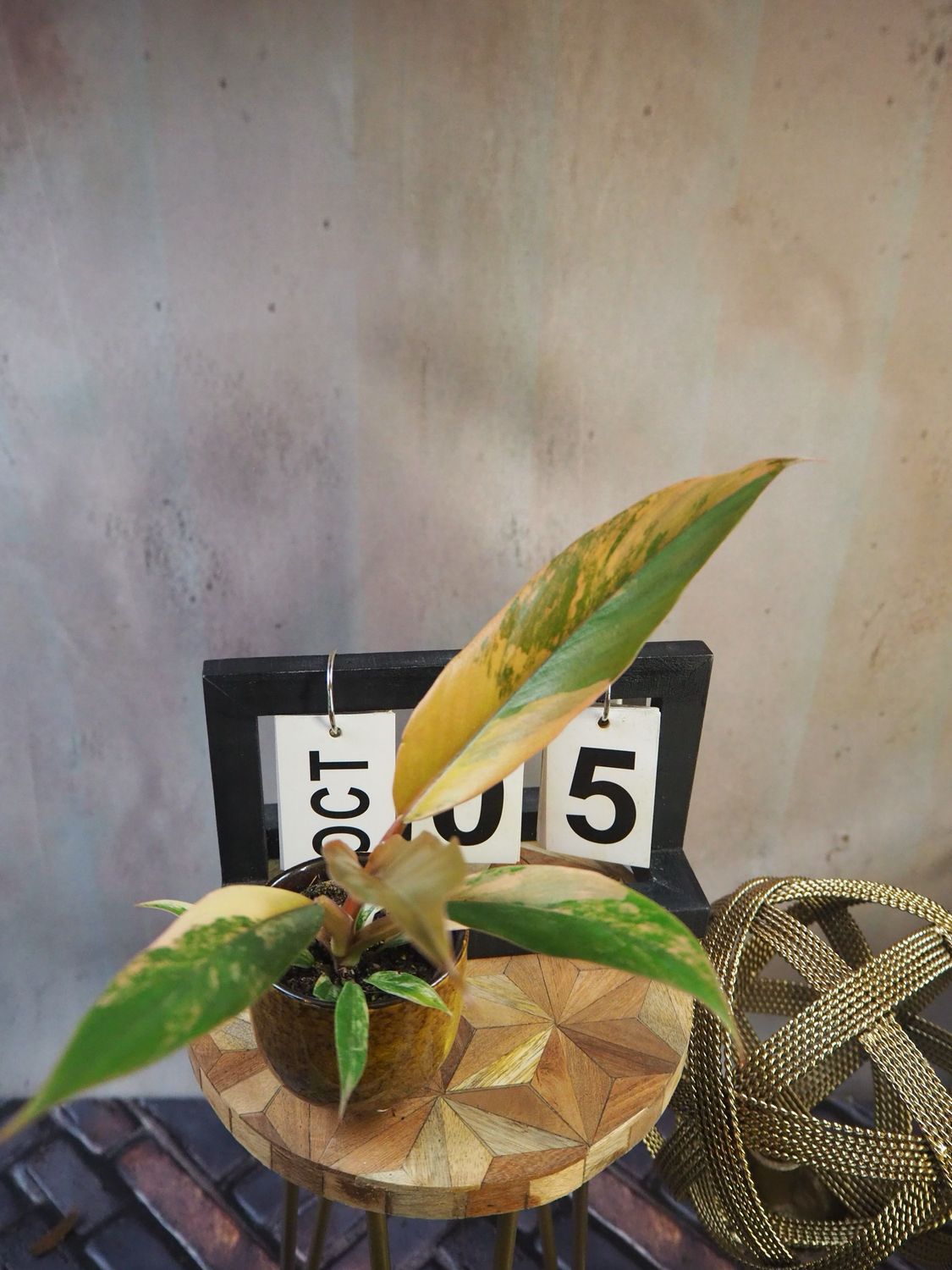 Philodendron Caramel Marble #5