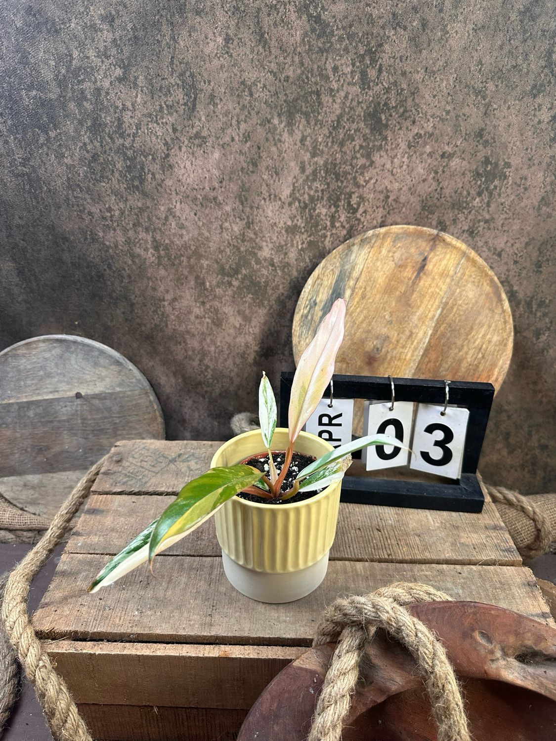 Philodendron Caramel Marble #3