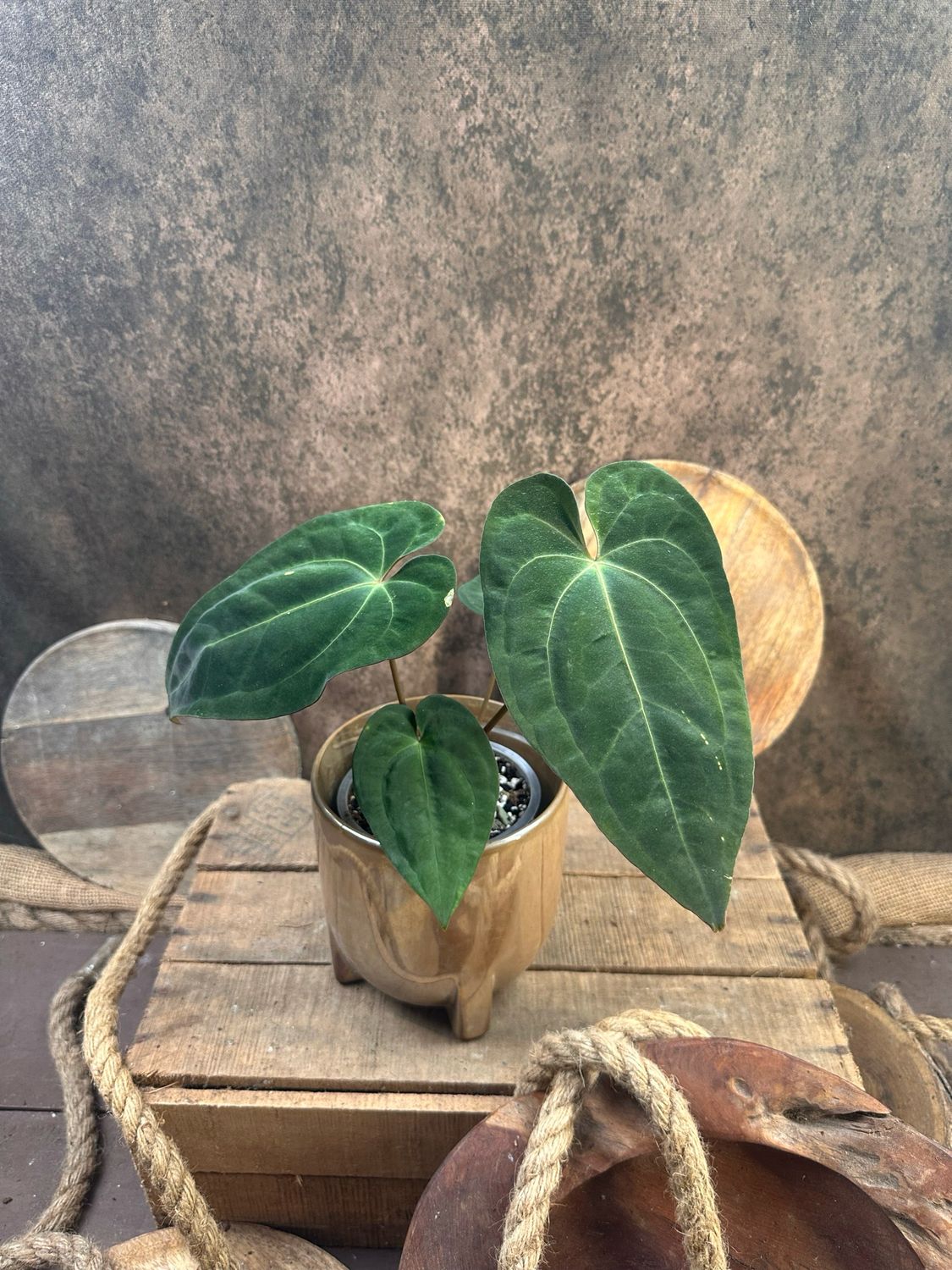 Anthurium papillilaminum x Crystallinum 