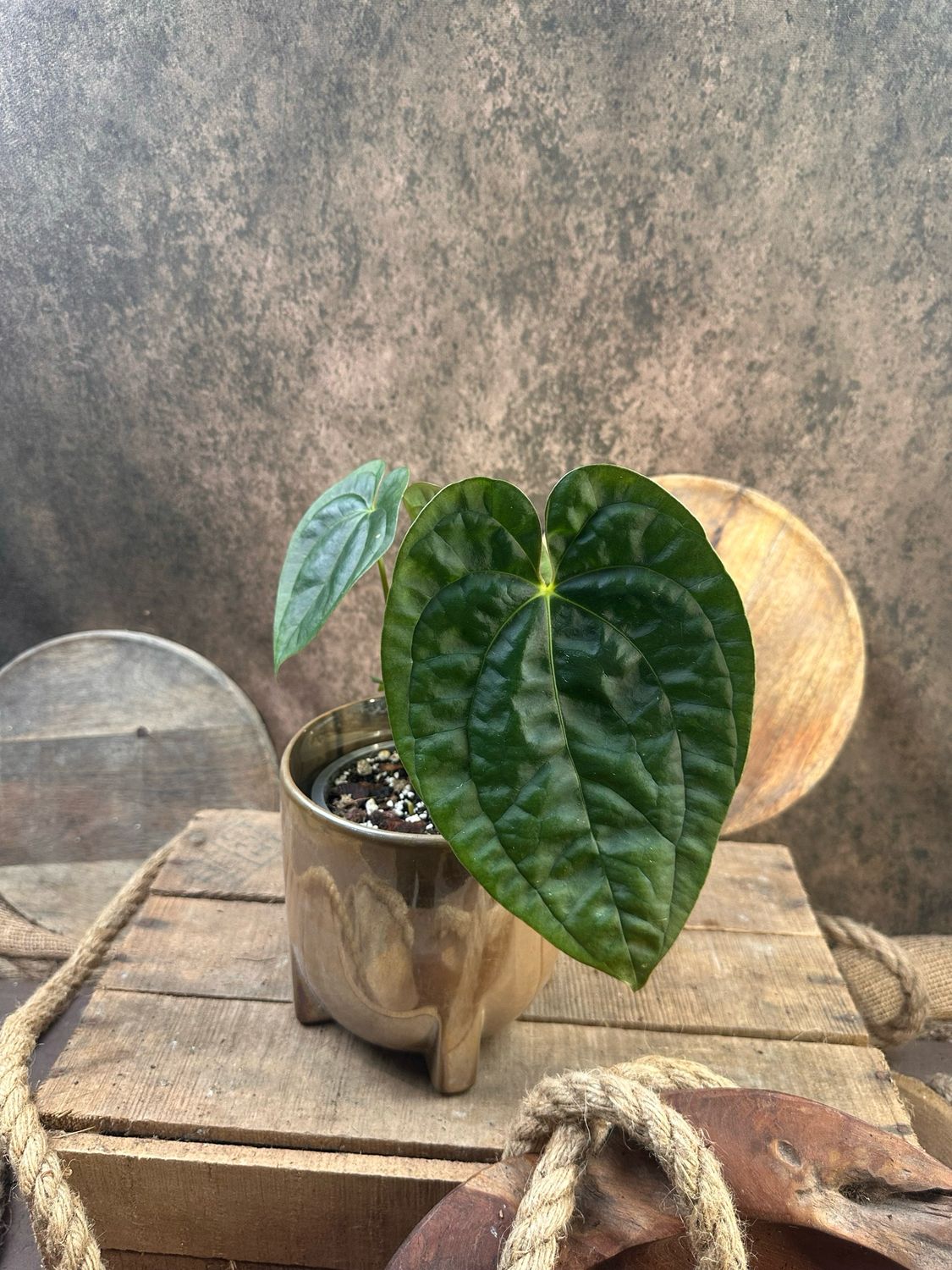 Anthurium Magnificum x Luxurians 