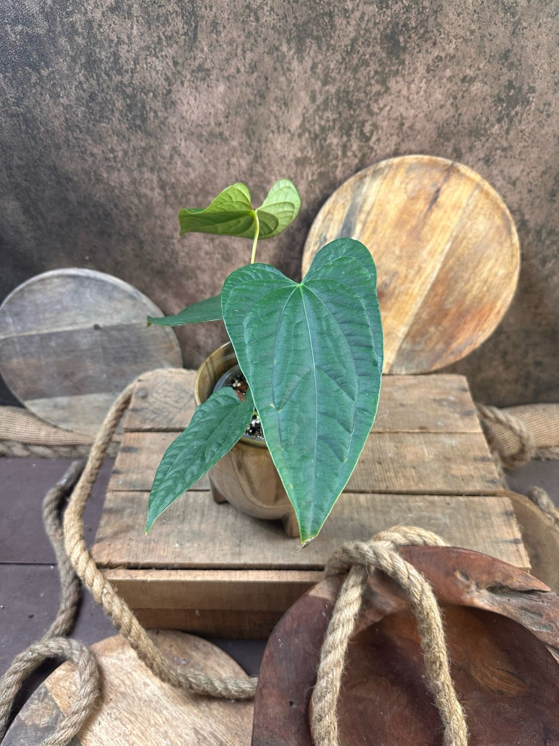 Anthurium Regale Dark x Luxurians 