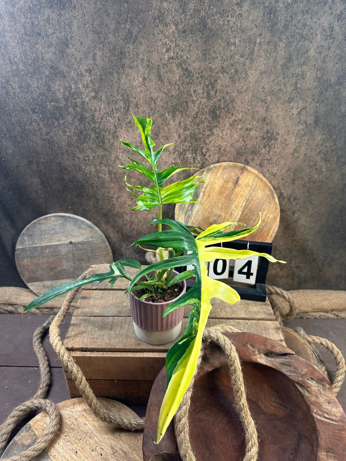 Philodendron Florida Beauty x Tortum #4