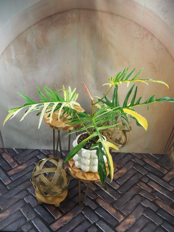 Philodendron Florida Beauty x Tortum #4