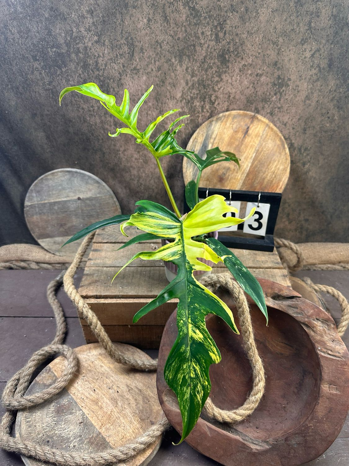 Philodendron Florida Beauty x Tortum #3