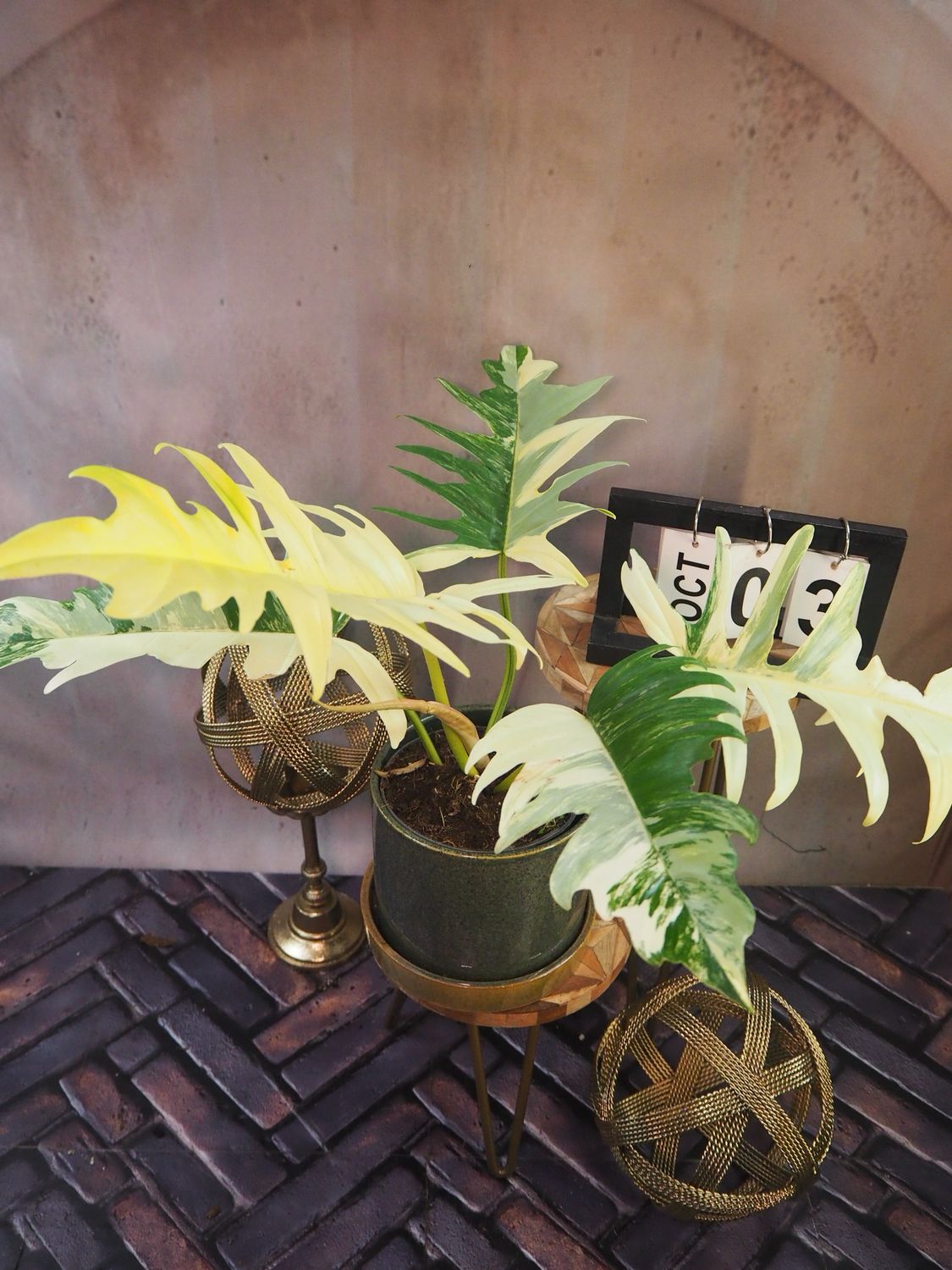 Philodendron Florida Beauty x Tortum #3 Philodendron Florida Beauty x Tortum #3