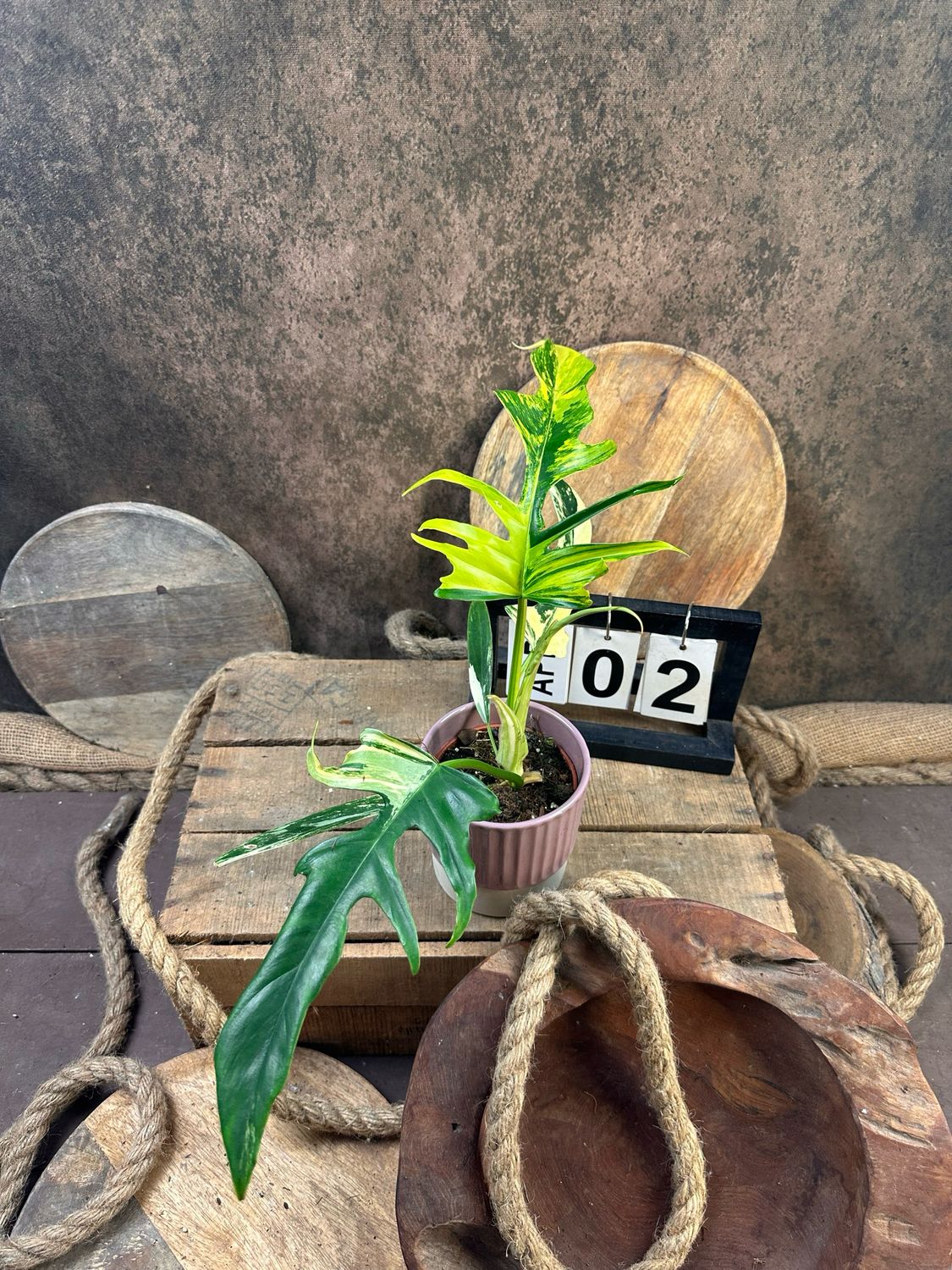 Philodendron Florida Beauty x Tortum #2