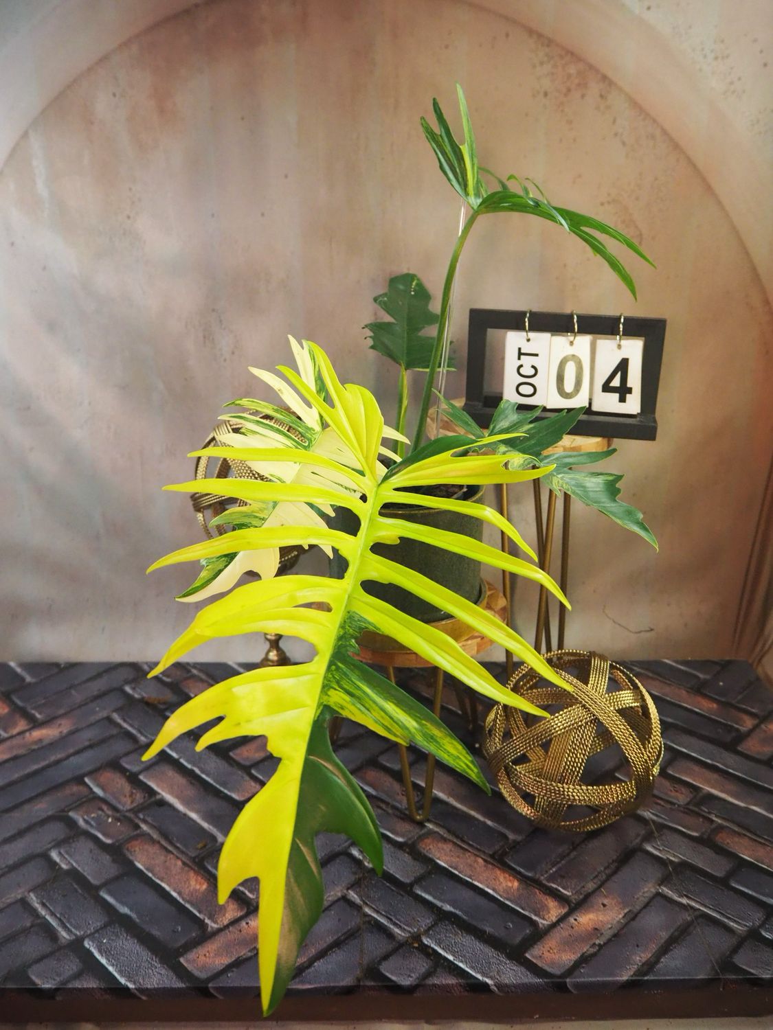 Philodendron Florida Beauty x Tortum #4