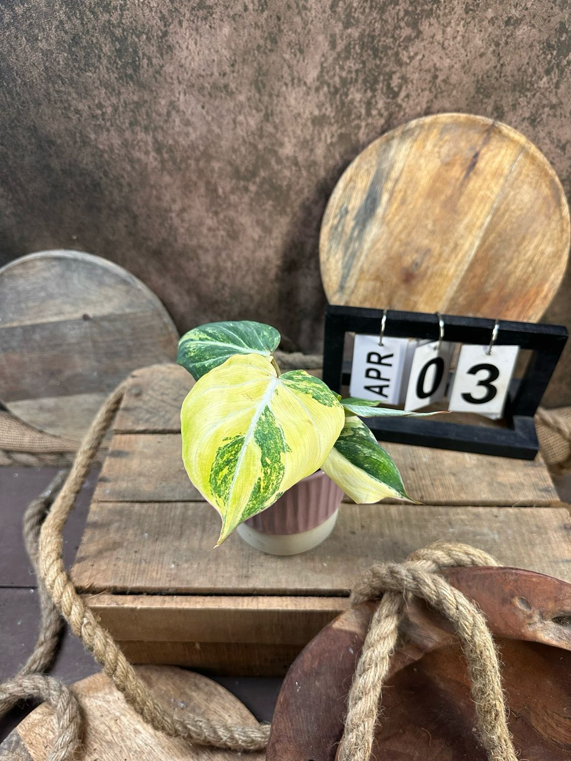 Philodendron Gloriosum Variegata #3