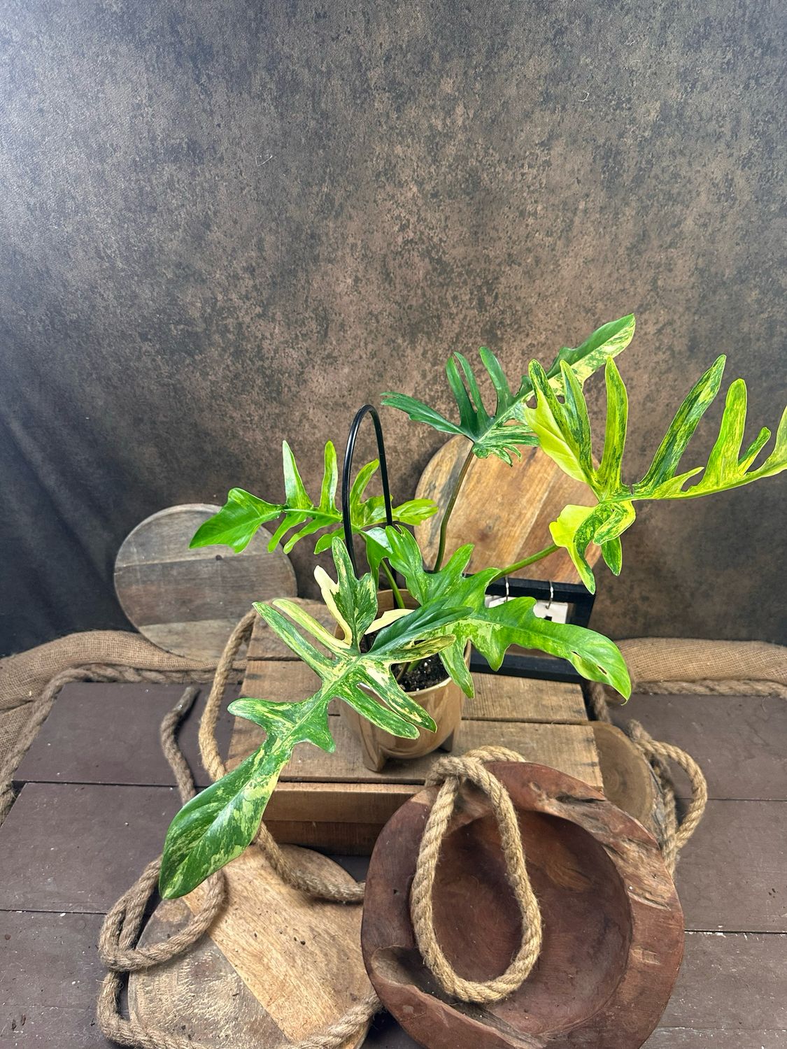 Philodendron ‚Kitina‘ #1