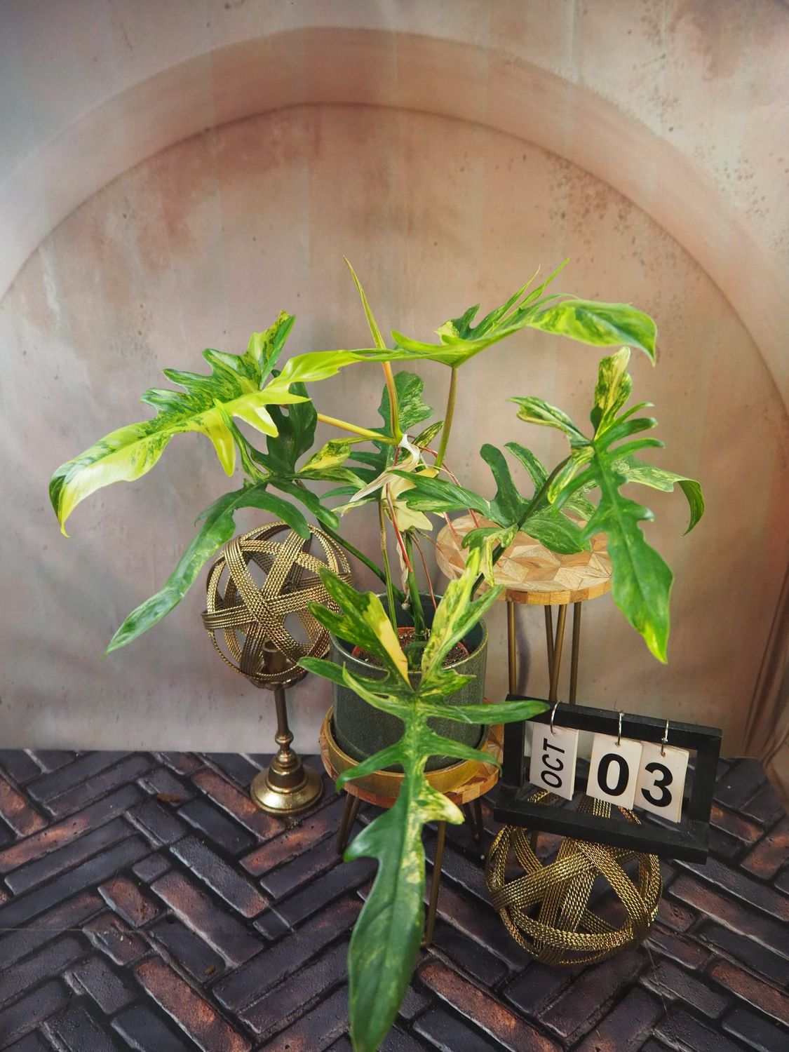 Philodendron ‚Kitina‘ #3