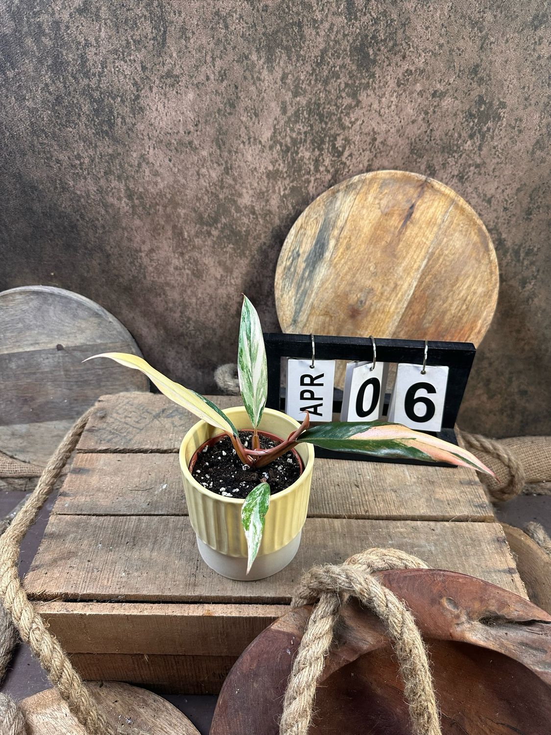 Philodendron Caramel Marble #6