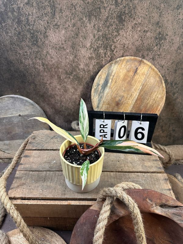 Philodendron Caramel Marble #6
