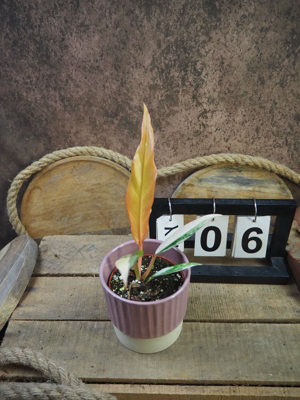 Philodendron Caramel Marble #6