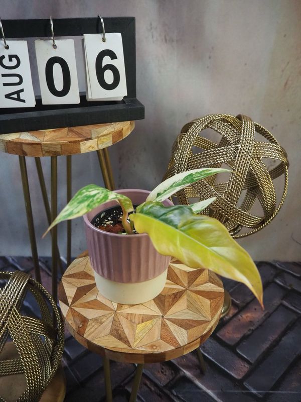 Philodendron Caramel Marble #6