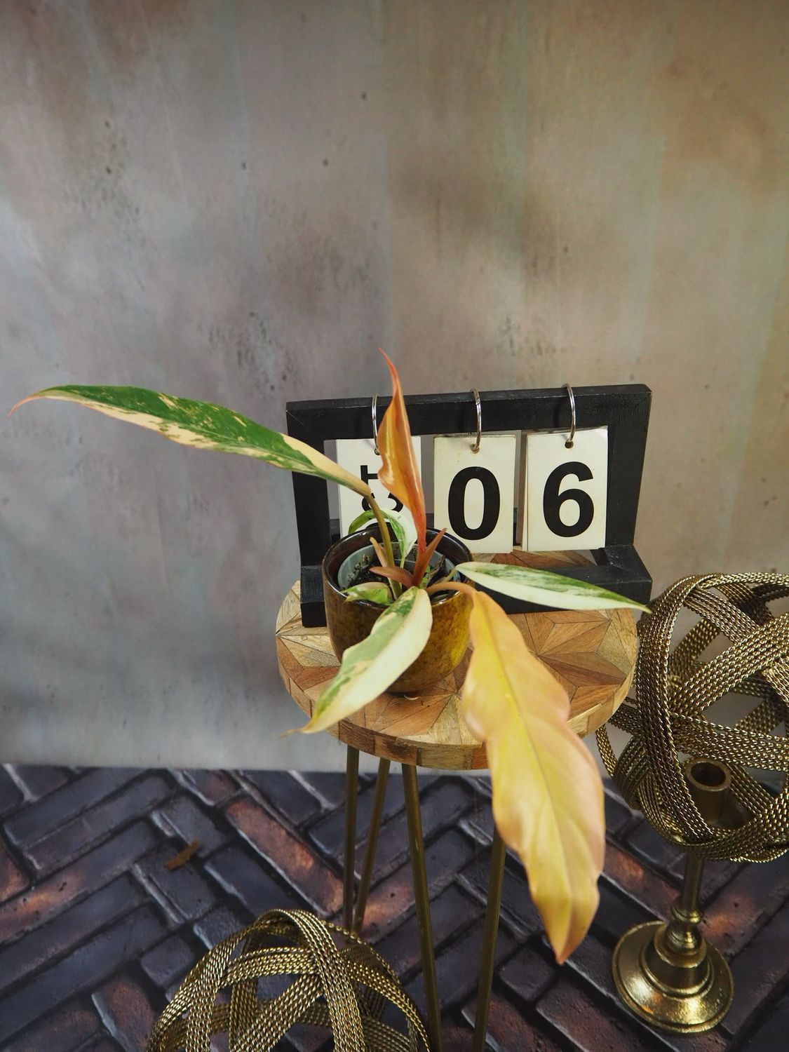 Philodendron Caramel Marble #6 Philodendron Caramel Marble #6