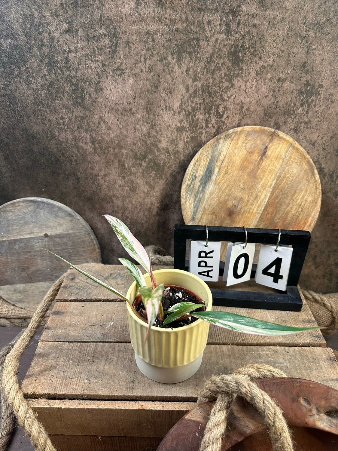 Philodendron Caramel Marble #4