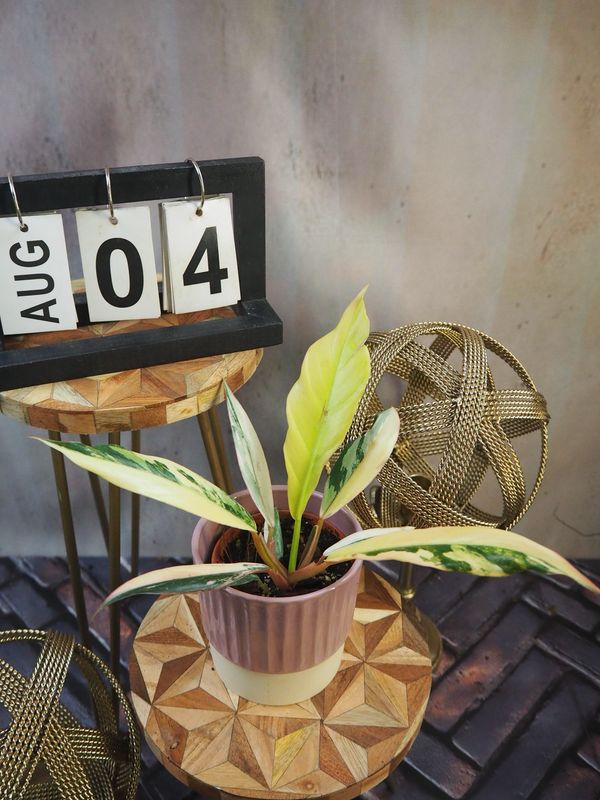 Philodendron Caramel Marble #4