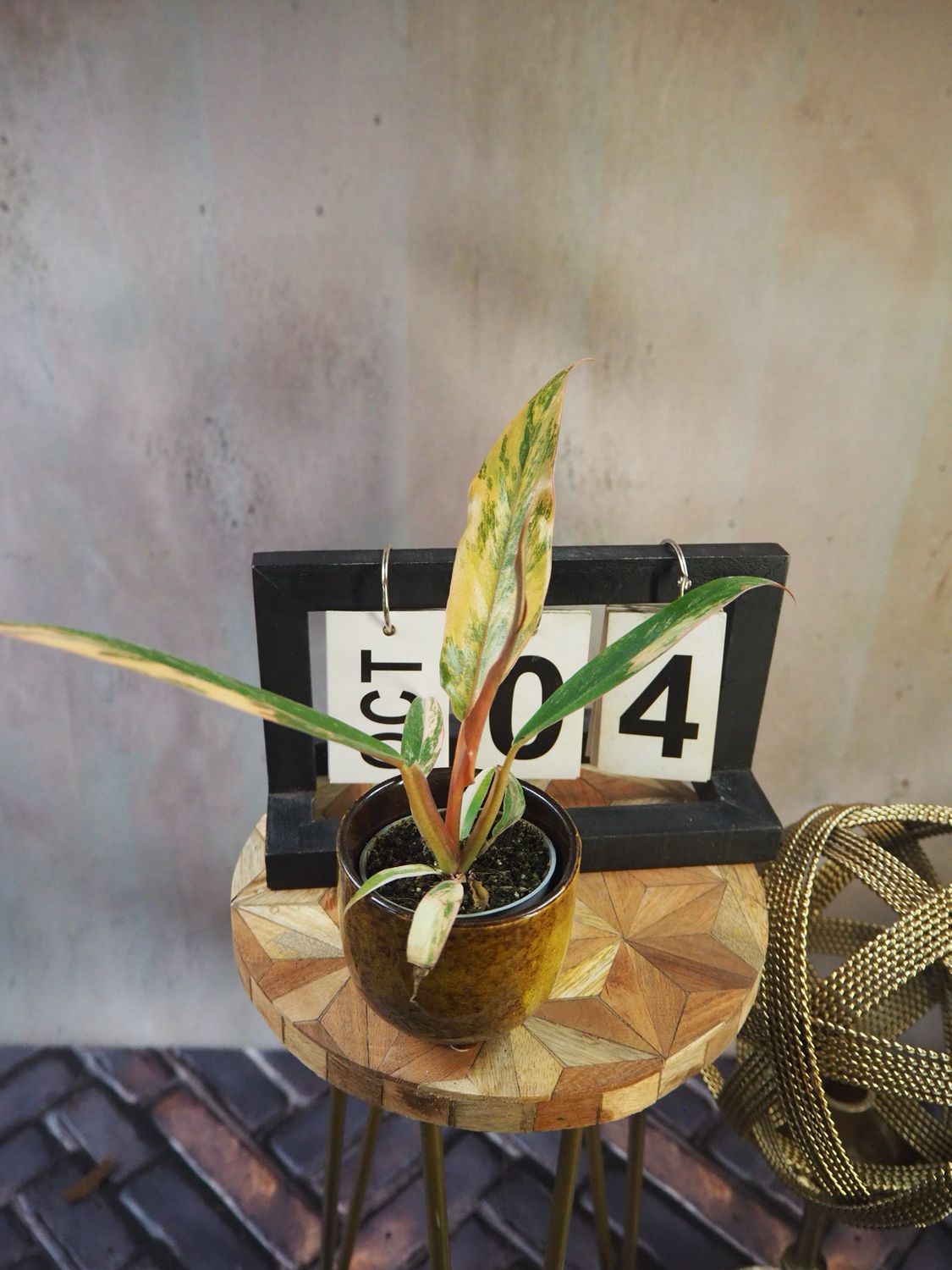 Philodendron Caramel Marble #4
