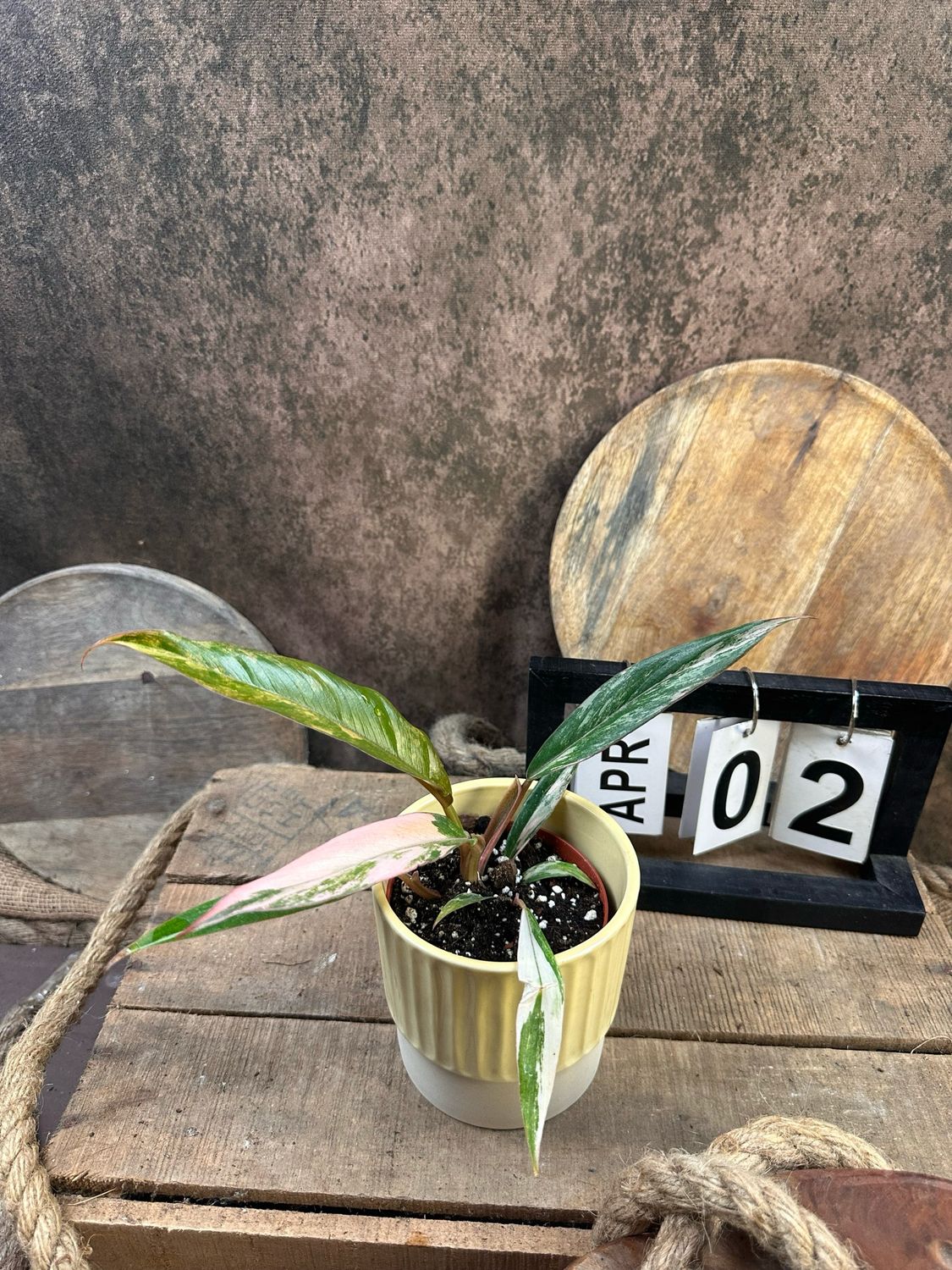 Philodendron Caramel Marble #2