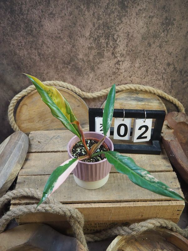 Philodendron Caramel Marble #2