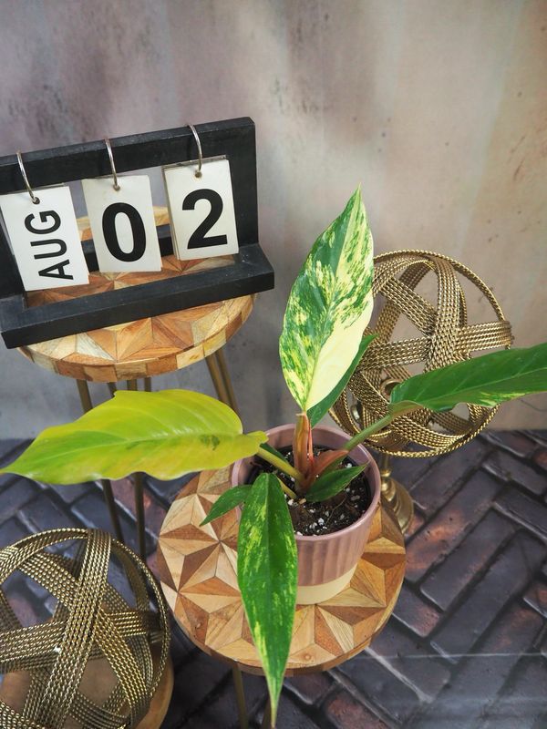 Philodendron Caramel Marble #2
