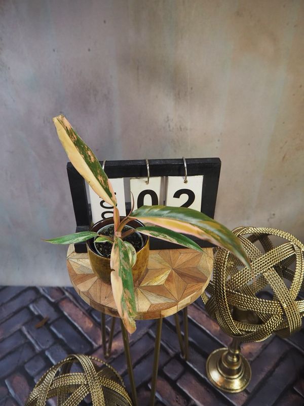 Philodendron Caramel Marble #2