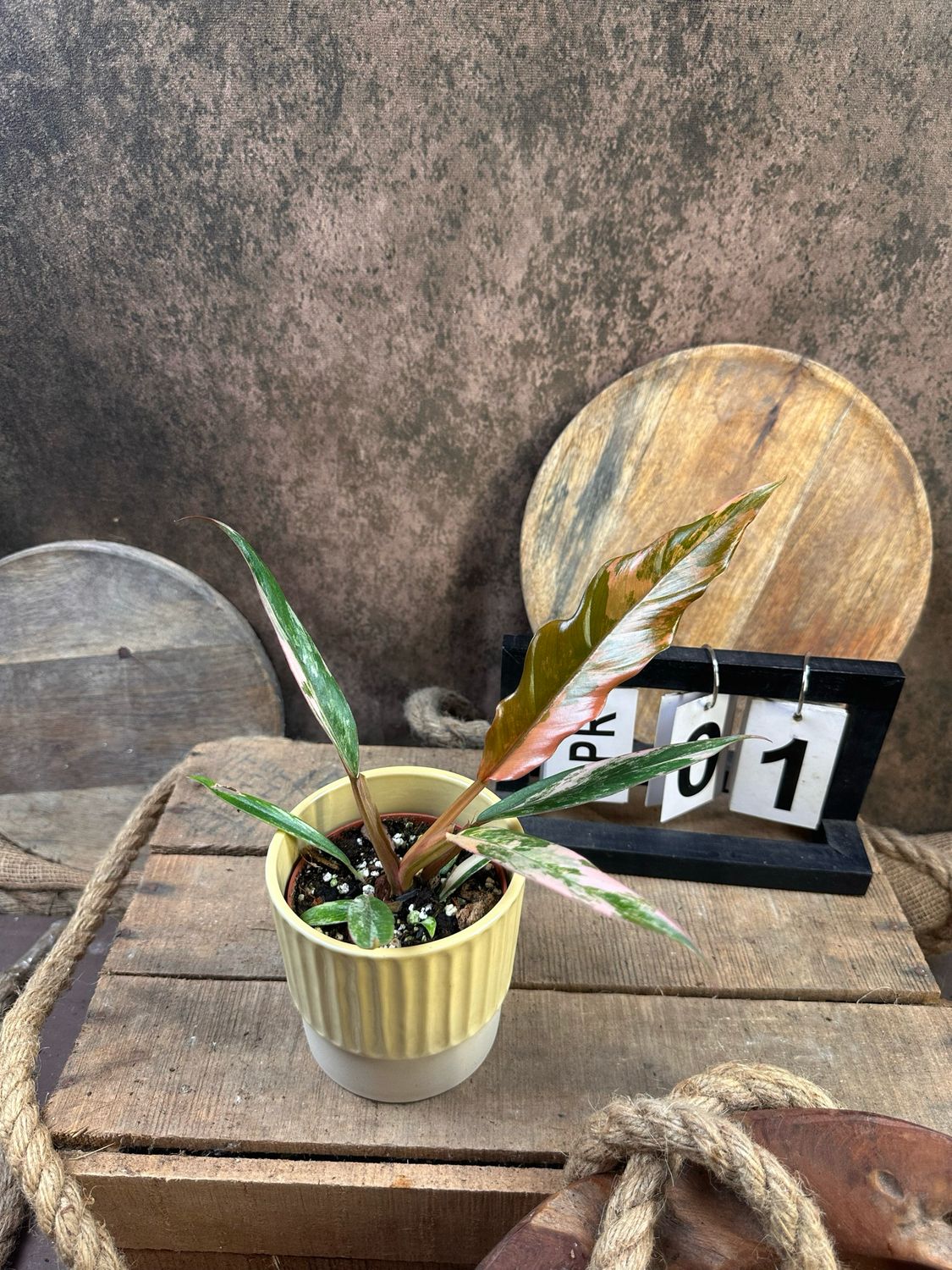 Philodendron Caramel Marble #1