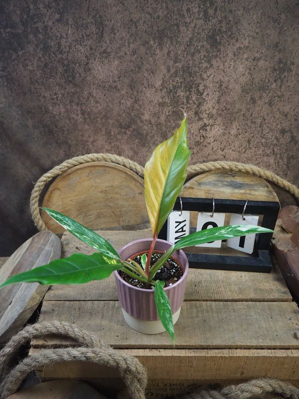Philodendron Caramel Marble #1