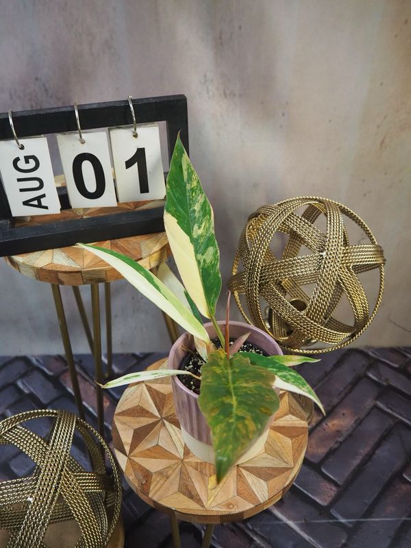 Philodendron Caramel Marble #1