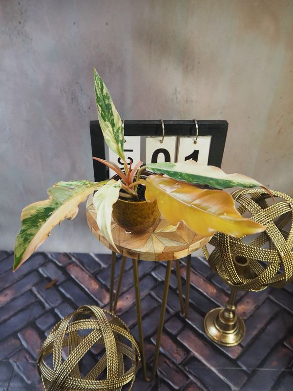 Philodendron Caramel Marble #1