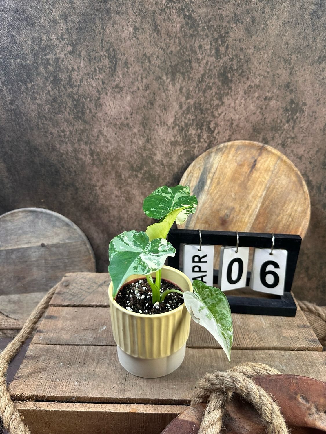 Alocasia Gageana Albo Variegata #6