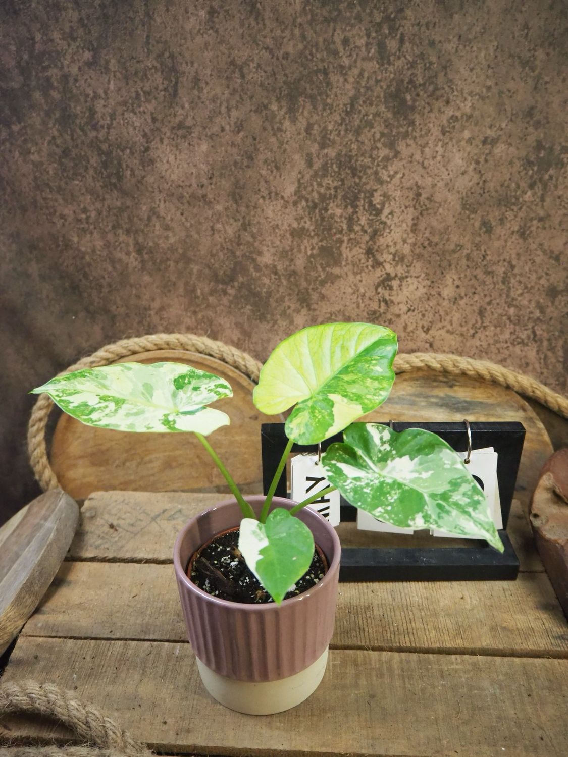 Alocasia Gageana Albo Variegata #8