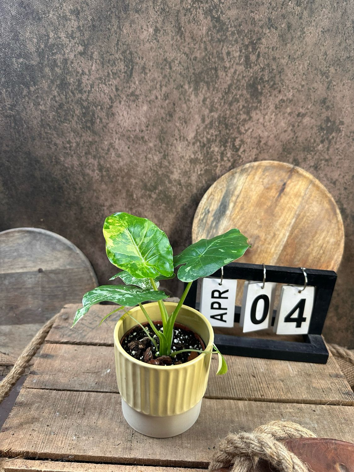 Alocasia Gageana Albo Variegata #4