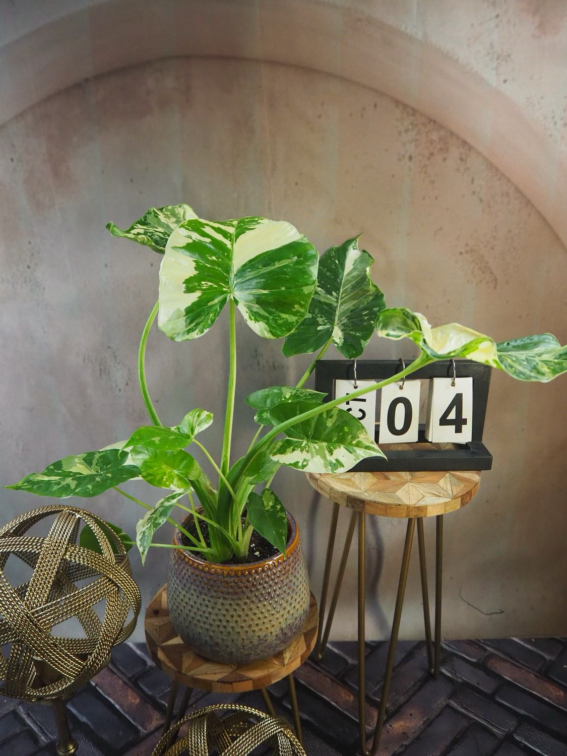 Alocasia Gageana Albo Variegata #4
