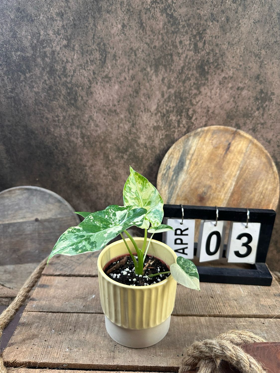 Alocasia Gageana Albo Variegata #3