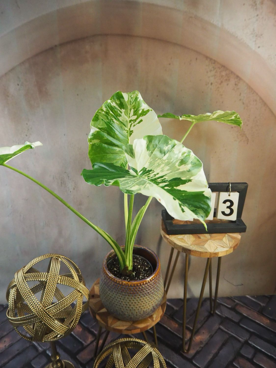 Alocasia Gageana Albo Variegata #3