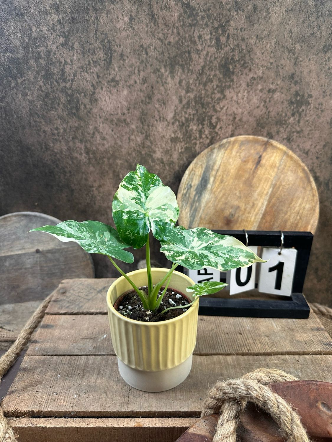 Alocasia Gageana Albo Variegata #1